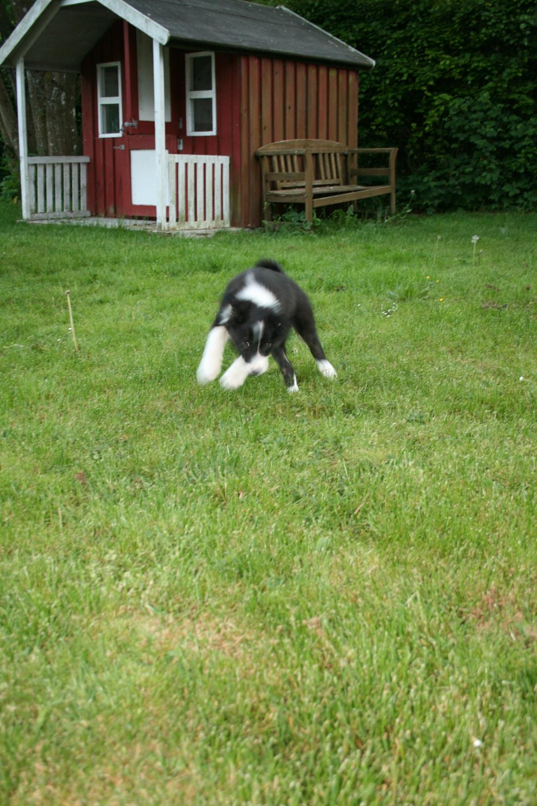 Border collie Noddy - Noddys første dag hos os; fræs i haven... billede 2