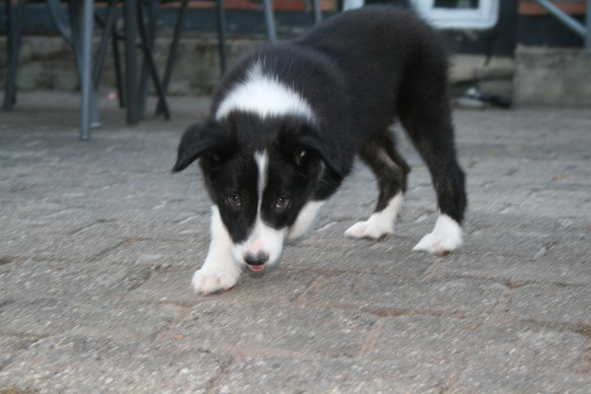 Border collie Noddy billede 3