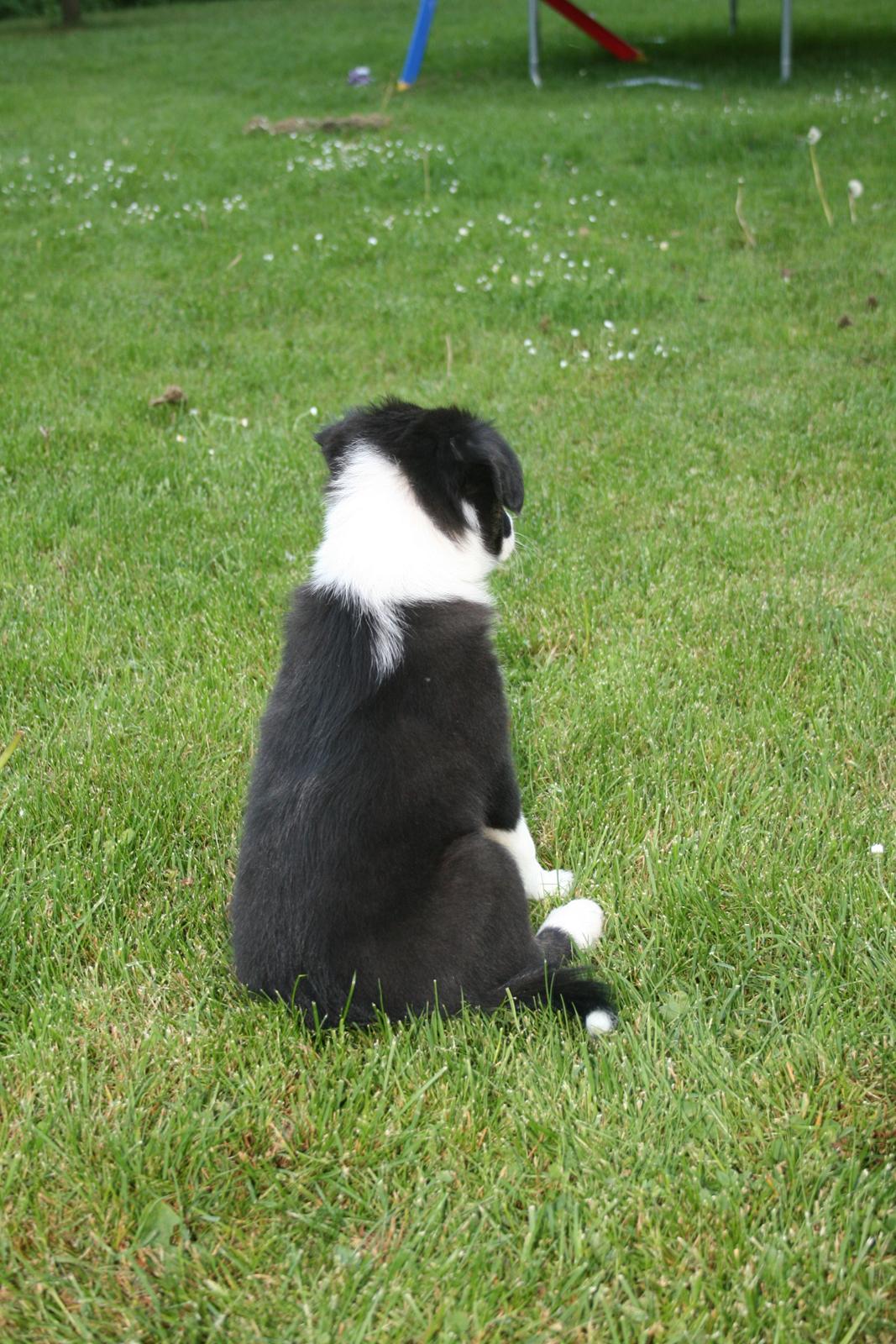 Border collie Noddy - Noddy skuer ud over sit nye domæne billede 4