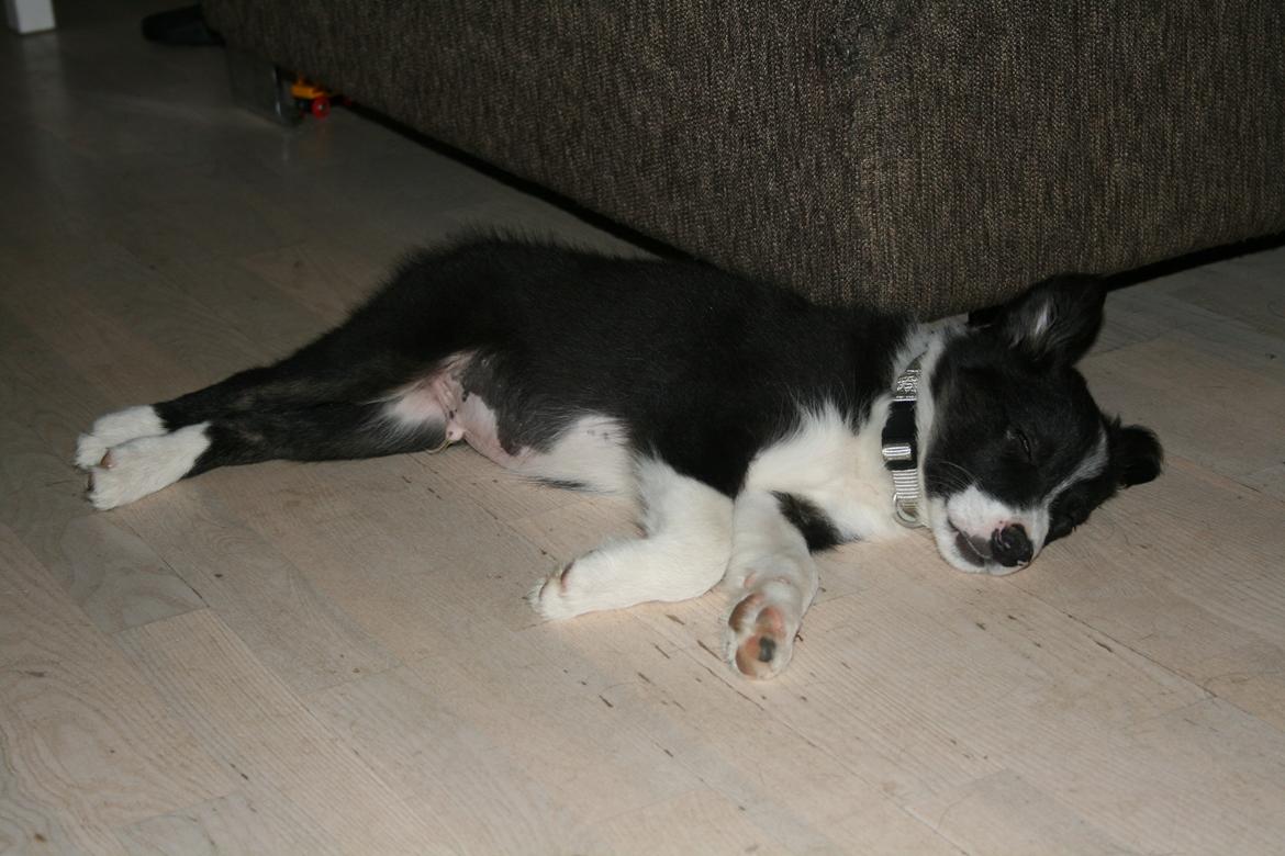 Border collie Noddy - "Puh det var hårdt" billede 5