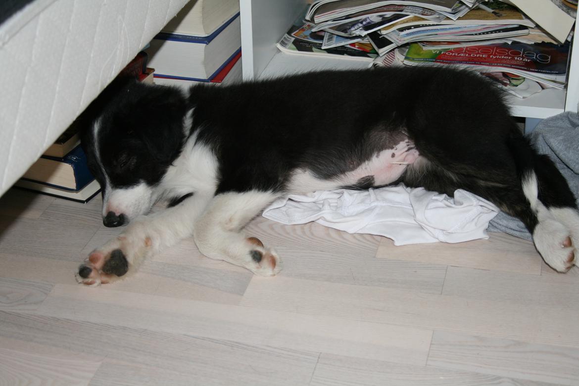 Border collie Noddy - Noddy er gået omkuld i en bunke rod :-) billede 6