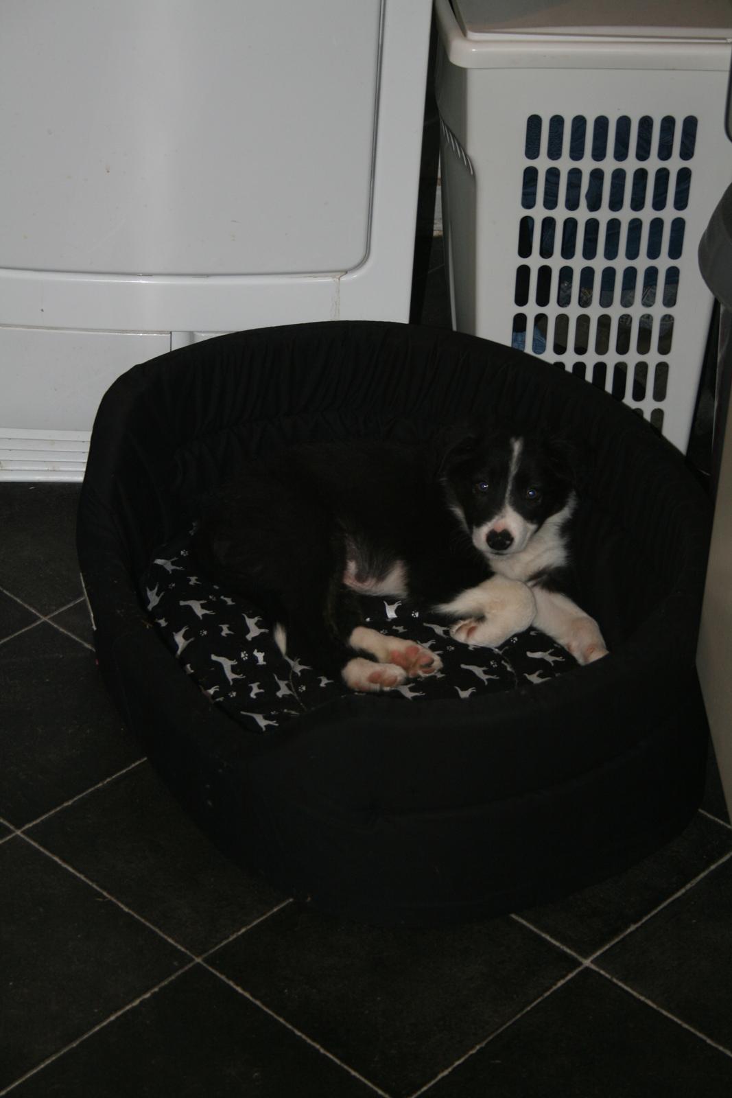 Border collie Noddy - Så sød,,,, billede 7