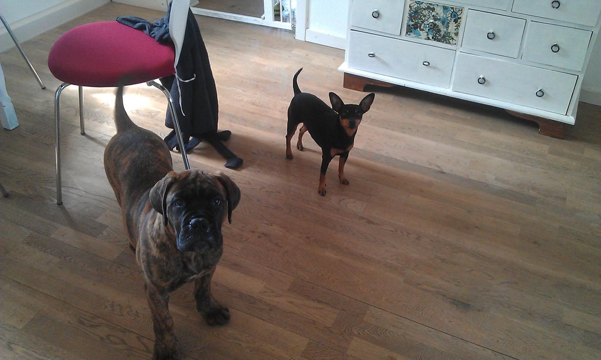 Bullmastiff Herman billede 7