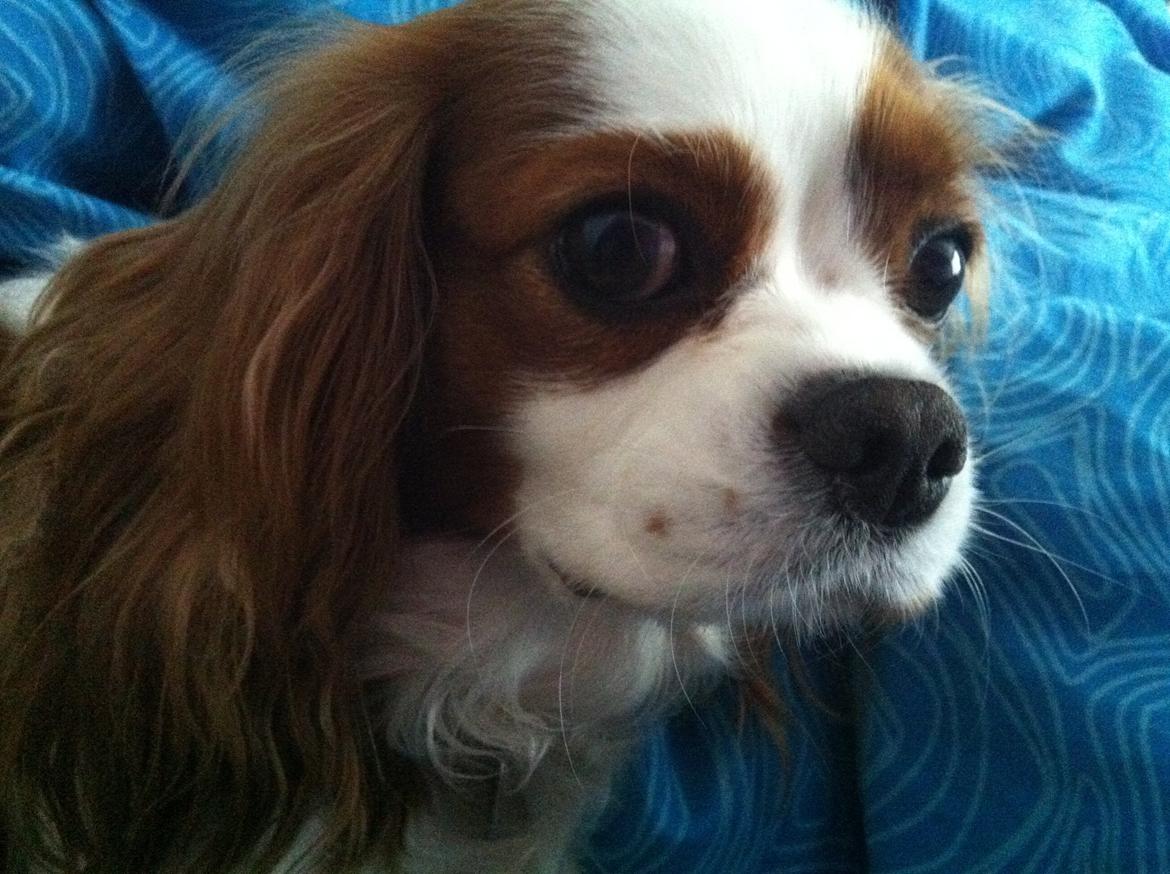 Cavalier king charles spaniel Lily billede 1