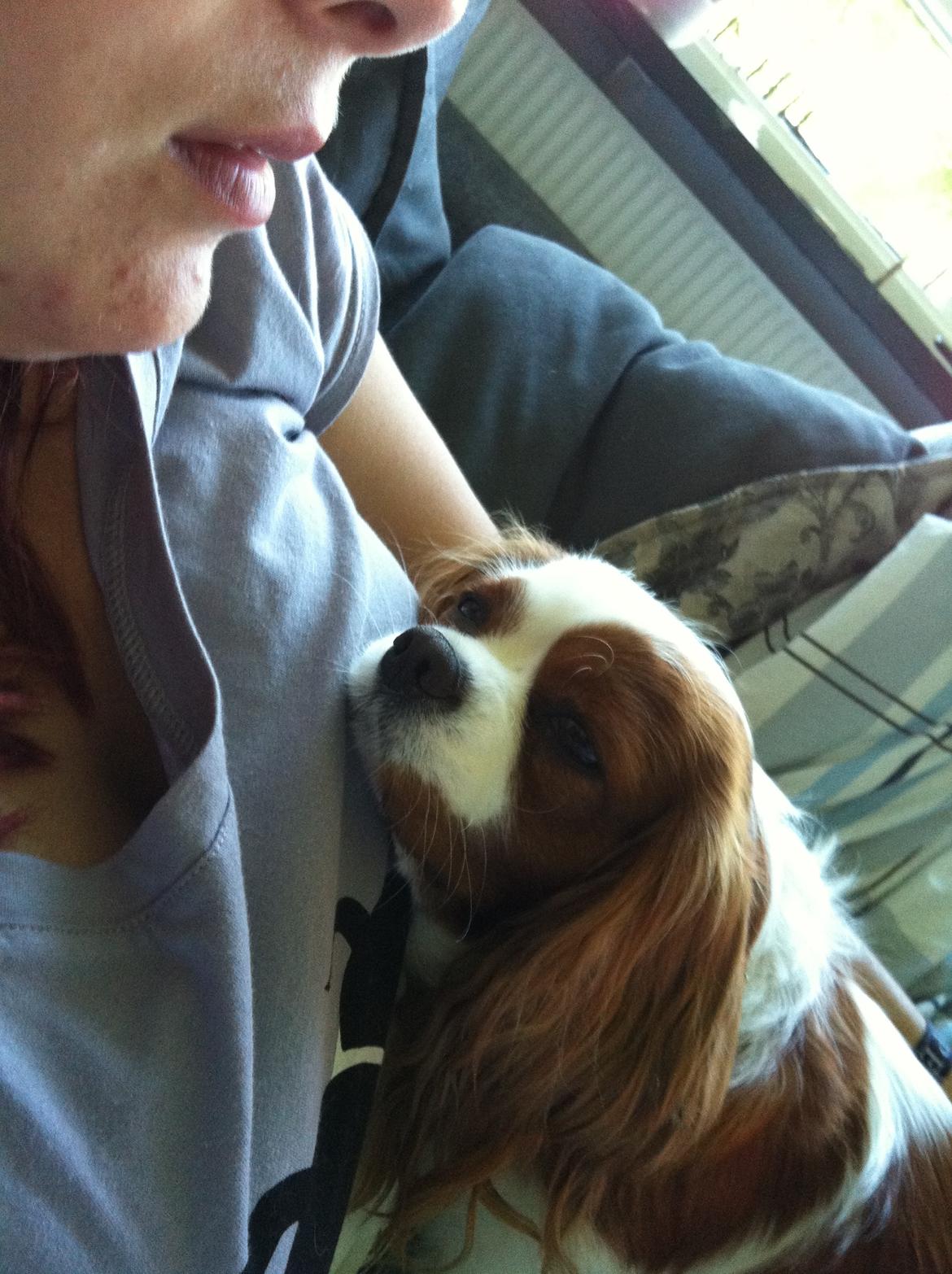 Cavalier king charles spaniel Lily billede 2