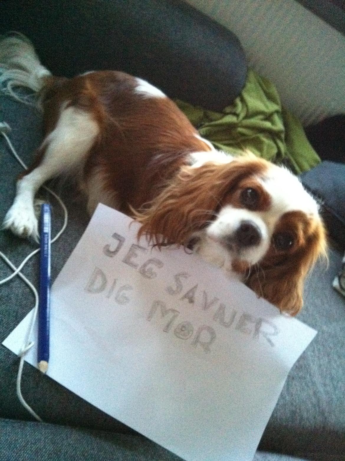 Cavalier king charles spaniel Lily billede 3