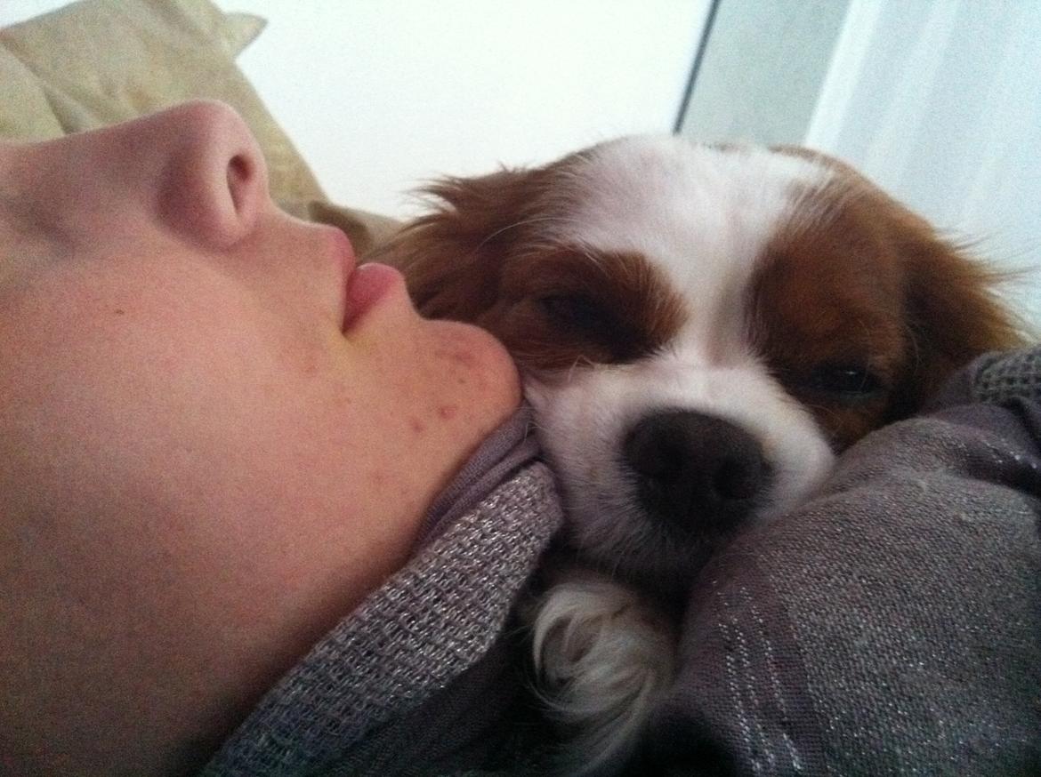 Cavalier king charles spaniel Lily billede 4