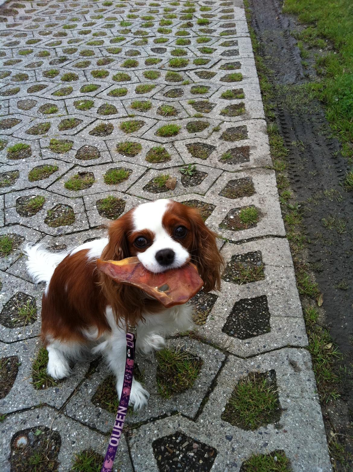 Cavalier king charles spaniel Lily billede 5