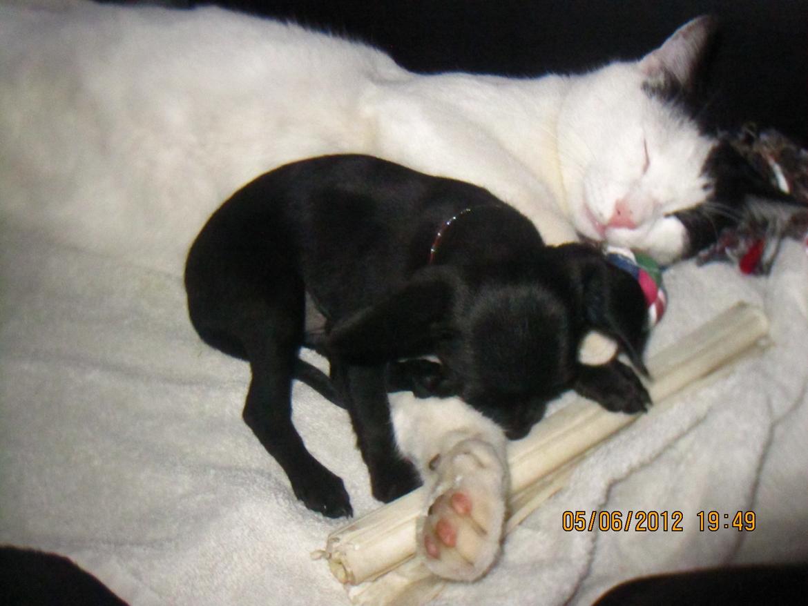 Blanding af racer Molly - Ligger og sover sammen med Gilli :)  billede 9