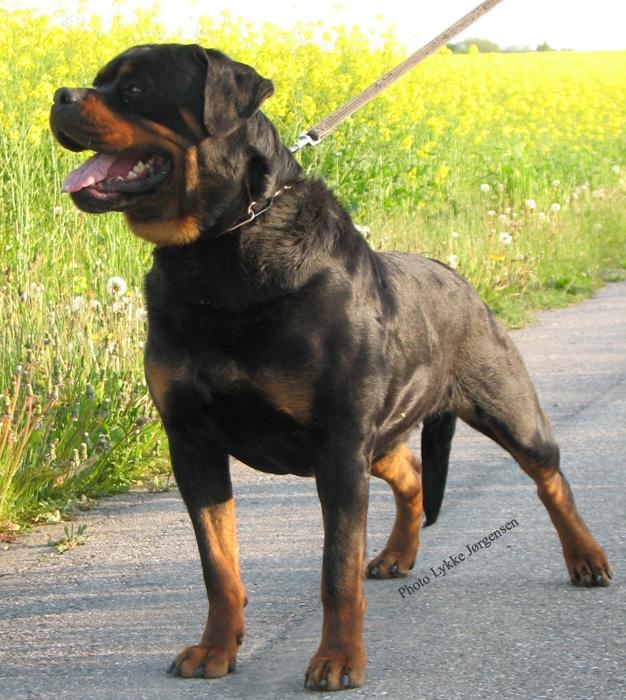 Rottweiler Kochiz From Royal Breed billede 6