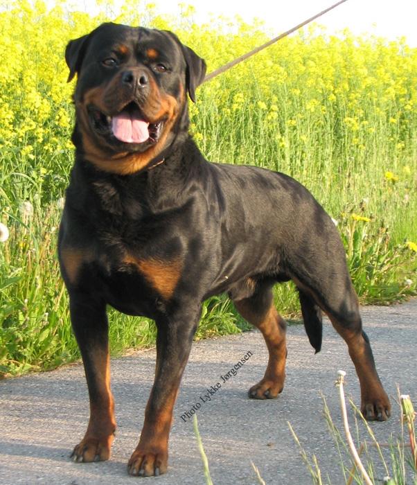 Rottweiler Kochiz From Royal Breed billede 7