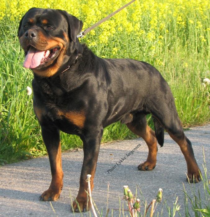 Rottweiler Kochiz From Royal Breed billede 8