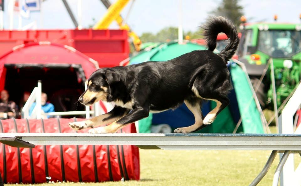 Blanding af racer Coda - Coda på Vippen.
Konkurrence i lemvig  billede 1