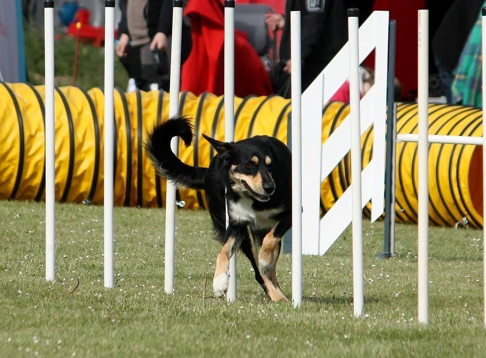 Blanding af racer Coda - Fuld fart igennem slalom :) billede 3