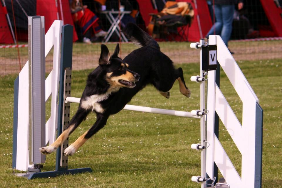 Blanding af racer Coda - meget opmærksom på mig :) billede 2