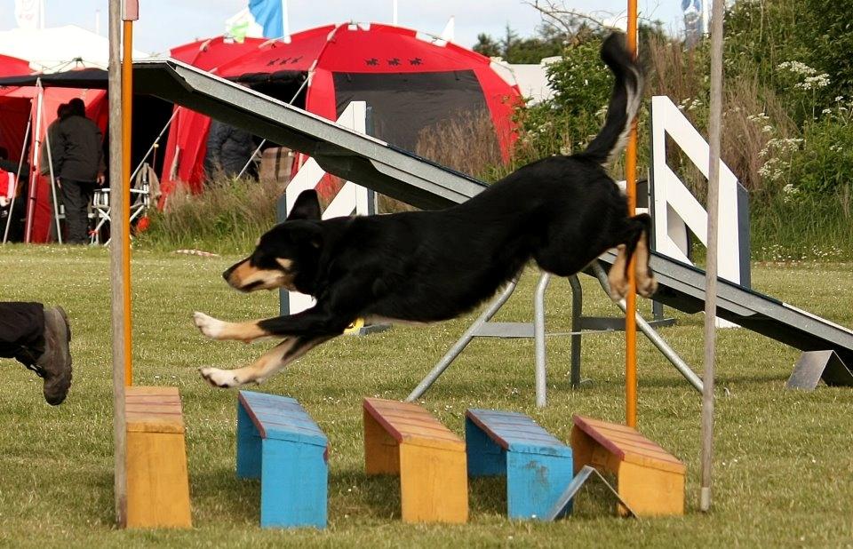 Blanding af racer Coda - Coda over flyvet..  billede 4