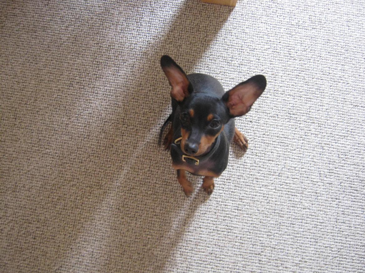 Prazsky krysarik Bølle billede 16