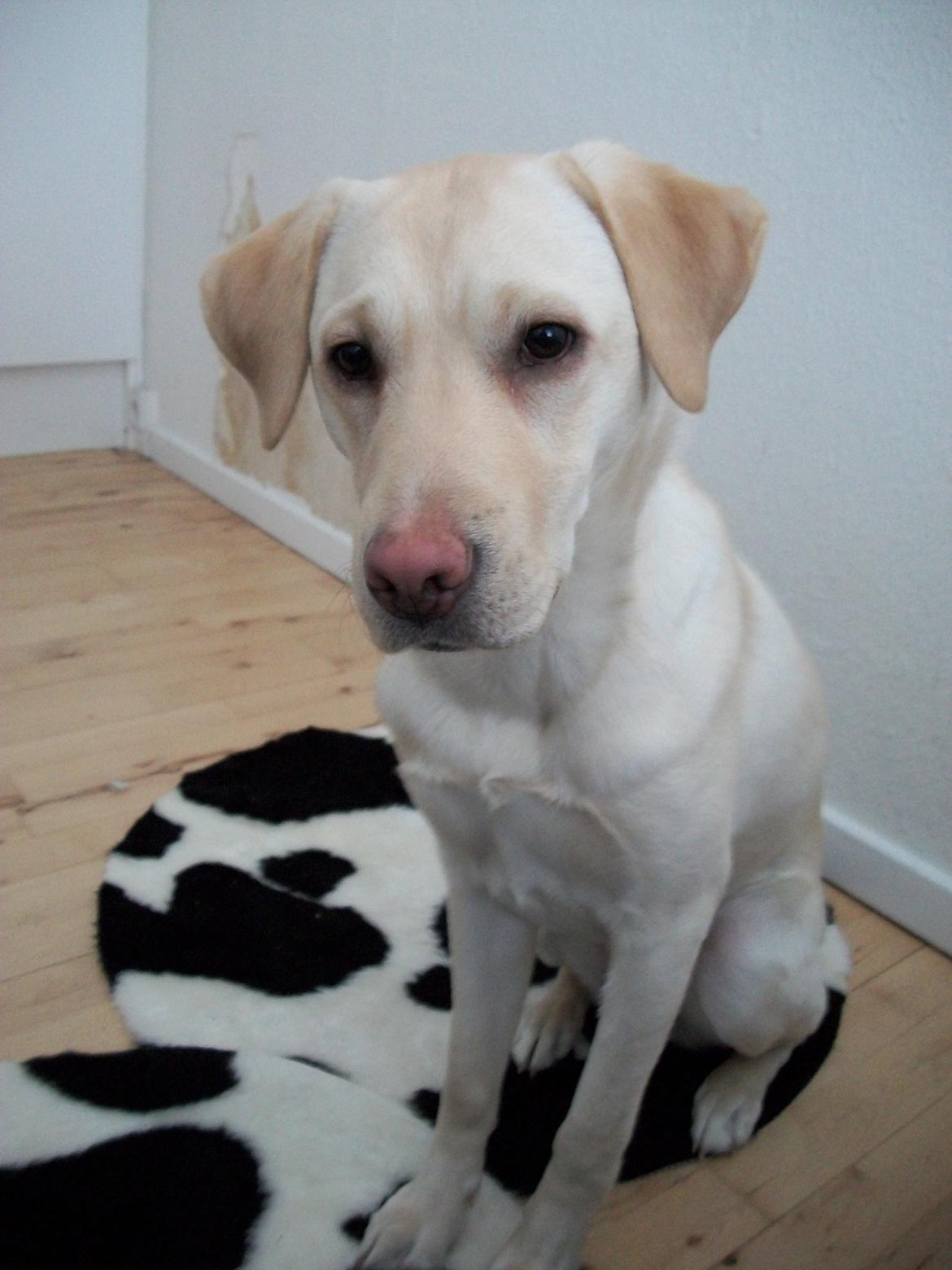 Labrador retriever (Fomel 1) Trine billede 12
