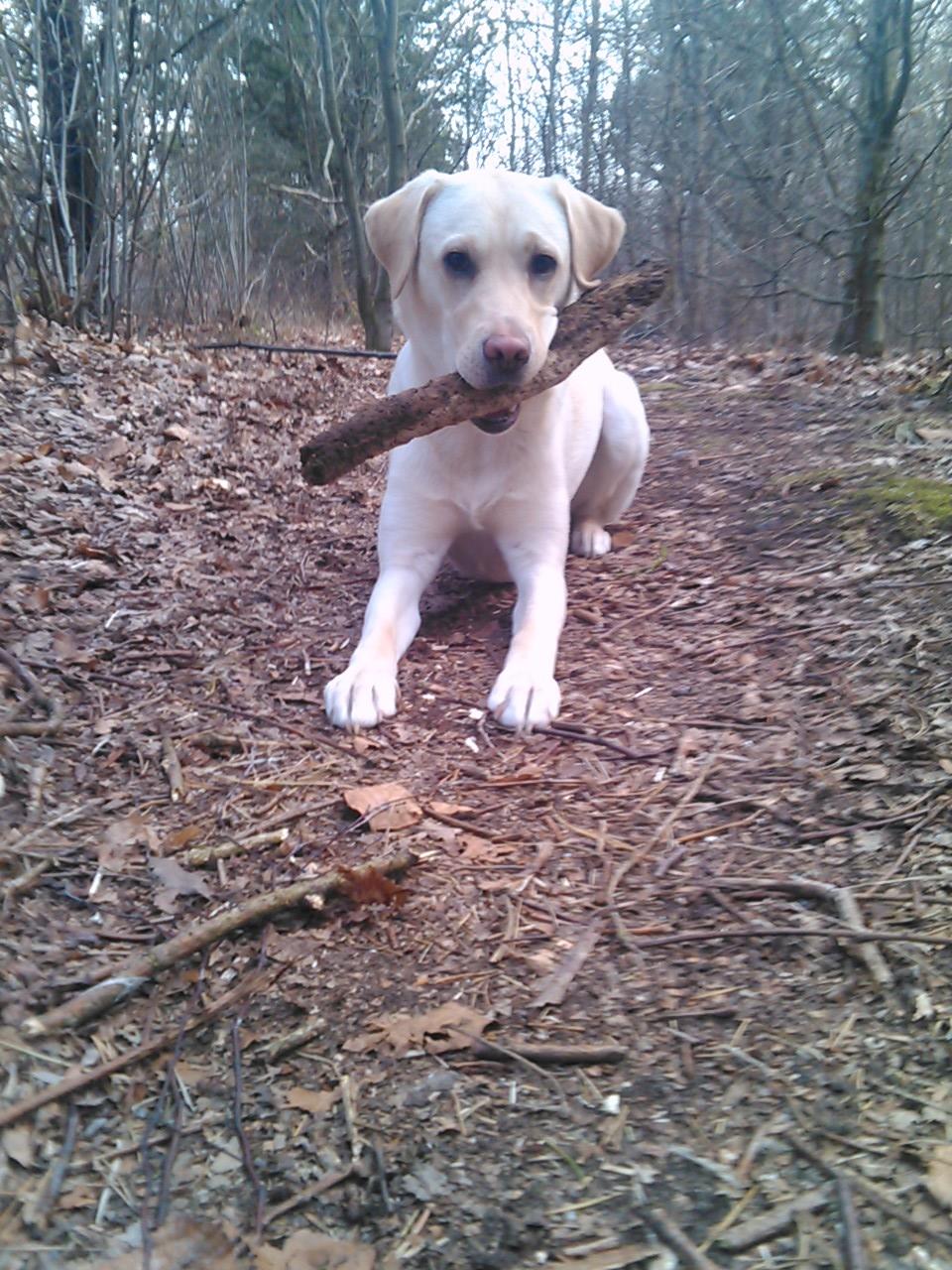 Labrador retriever (Fomel 1) Trine billede 19