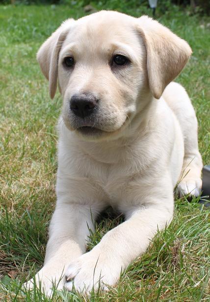 Labrador retriever (Fomel 1) Trine - Lige da jeg havde fået hende hjem <3 billede 11