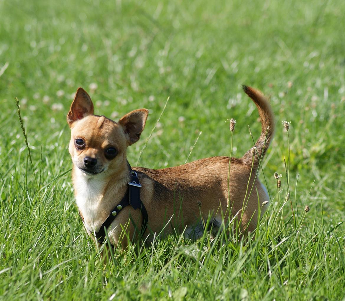 Chihuahua Benji Yoyo billede 1