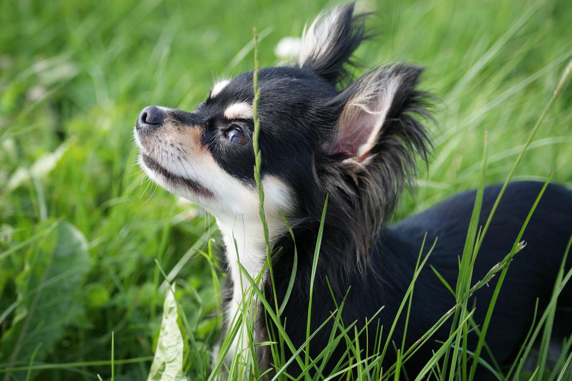 Chihuahua Faye (Loppe) billede 1