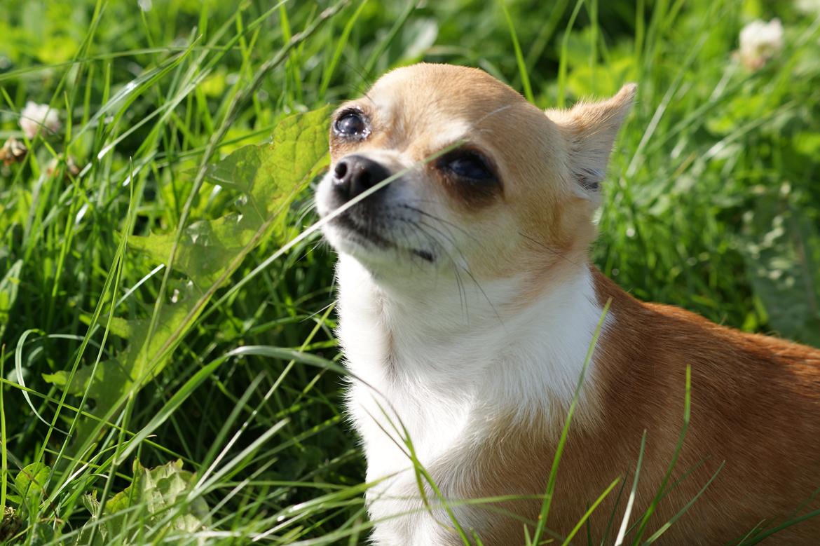 Chihuahua Yuna billede 1