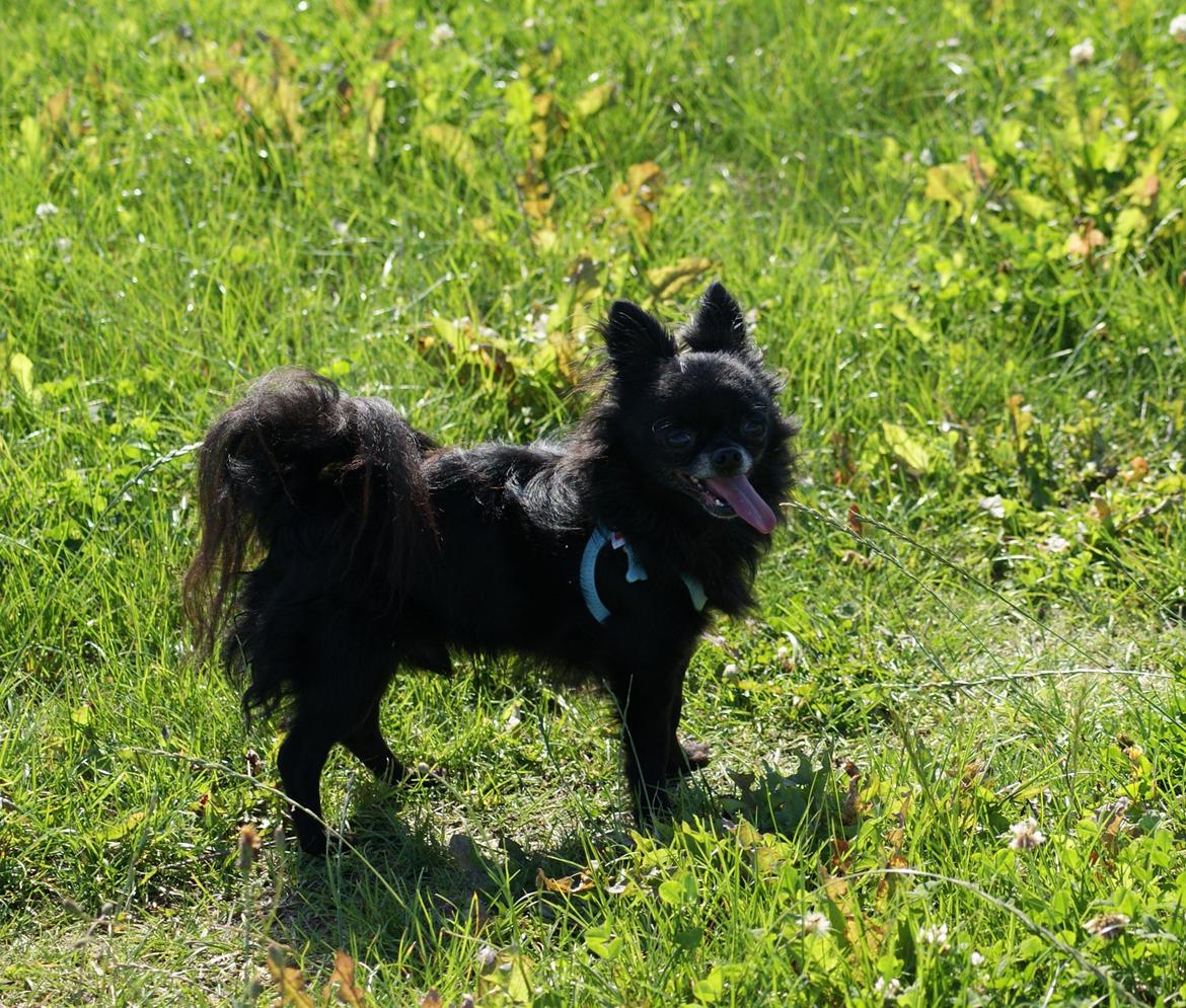 Chihuahua Battman billede 1