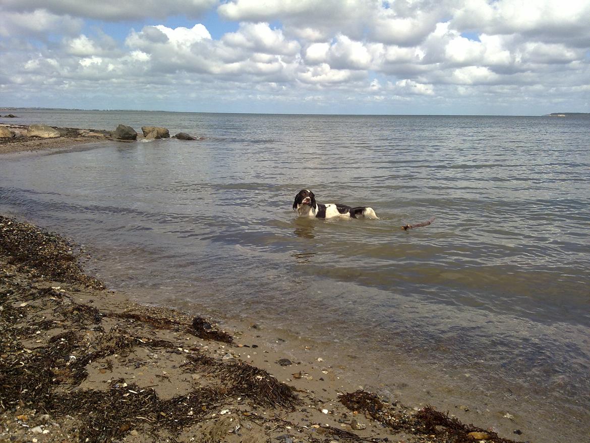 Engelsk springer spaniel Kiara R.I.P  himmelhund  - Lækkert at være i vandet  billede 5