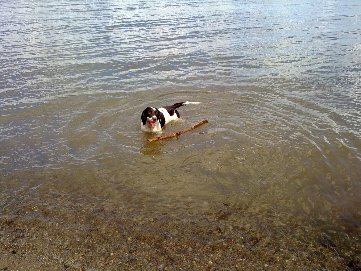 Engelsk springer spaniel Kiara R.I.P  himmelhund  - skønt at hygge ved stranden  billede 6