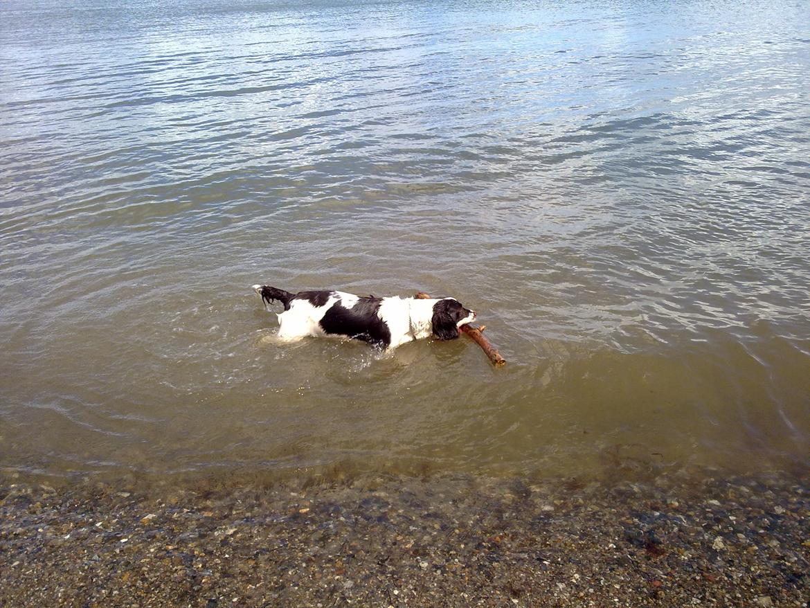 Engelsk springer spaniel Kiara R.I.P  himmelhund  - min pind du får den kun hvis du kaster den så jeg kan svømme ud efter den :-)  billede 7