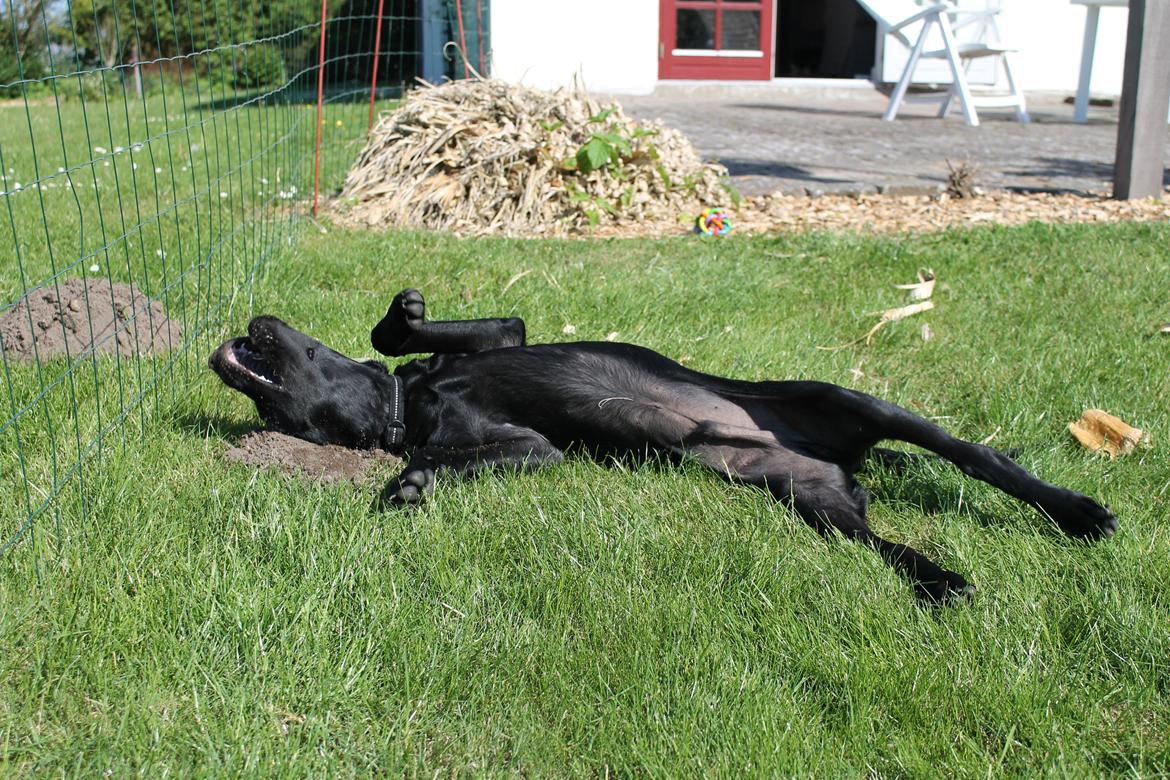 Blanding af racer Fredenslund's Andy - Hygge med i haven :) - Andy 4 mdr. billede 10