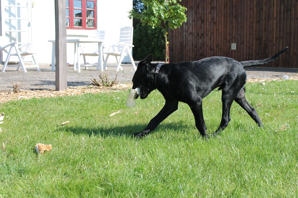 Blanding af racer Fredenslund's Andy - Hygge med Andy i haven :) - Andy 4 mdr. billede 17