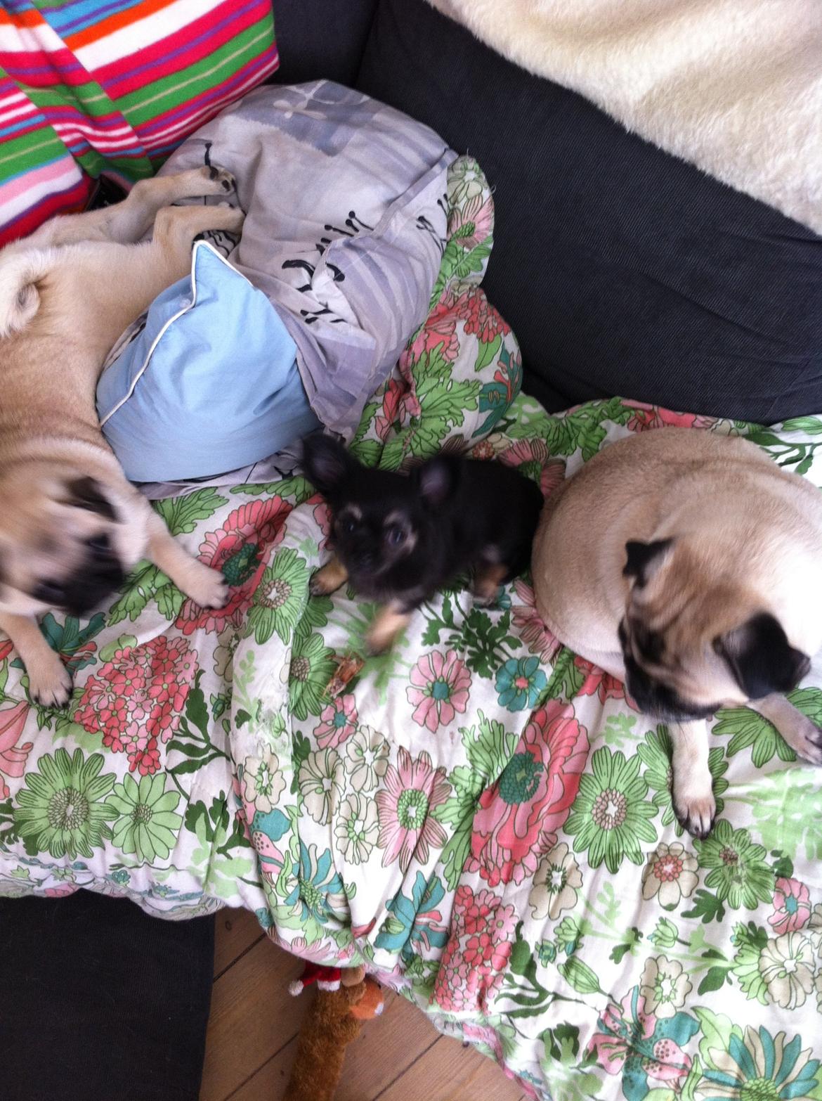 Chihuahua Aya - Aya og hendes 2 mopse veninder billede 5