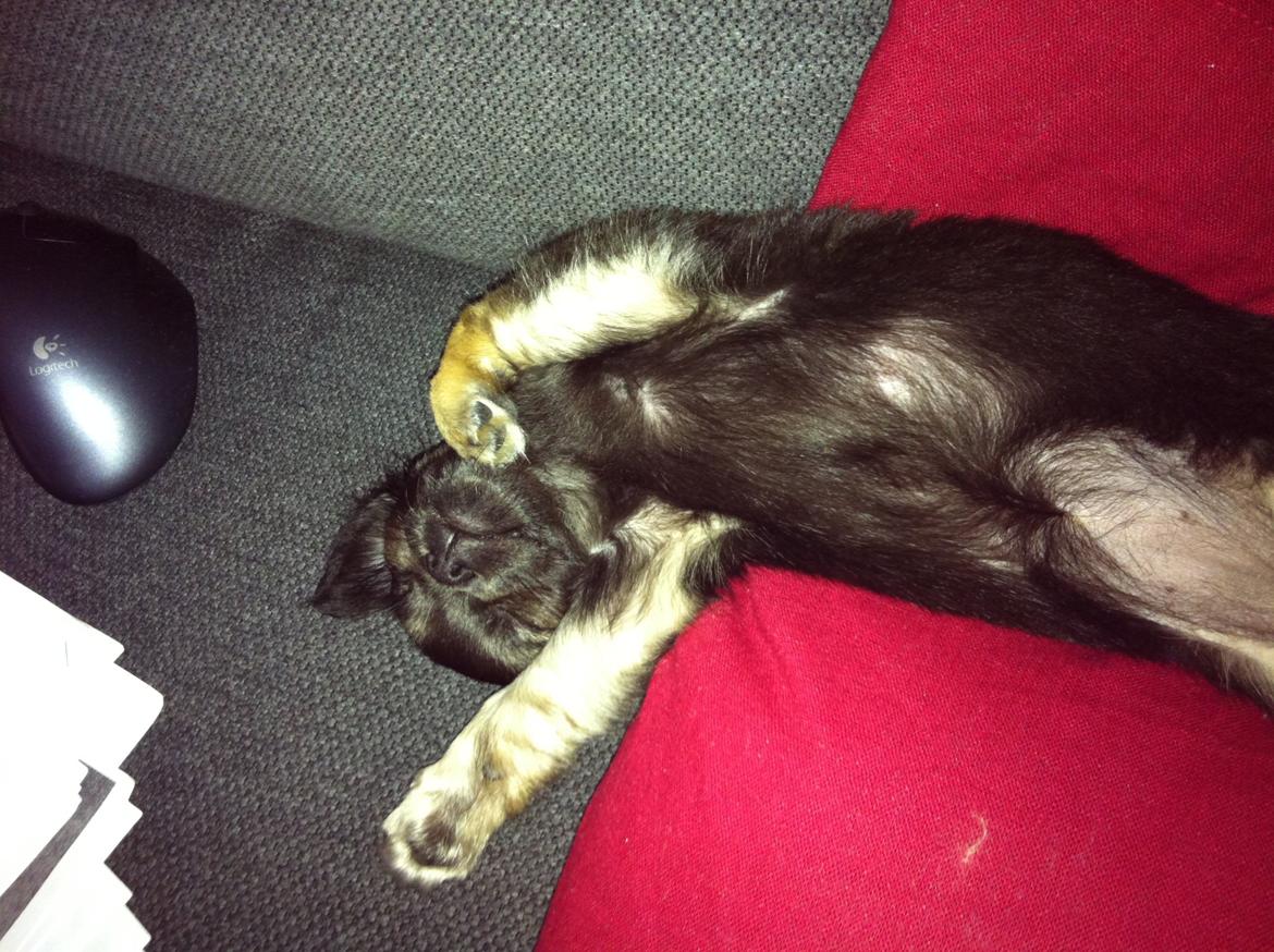 Chihuahua Aya - MEGET træt . billede 6