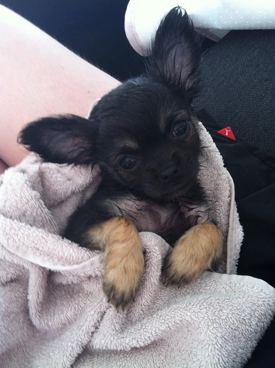 Chihuahua Aya - Efter det første bad :) billede 7