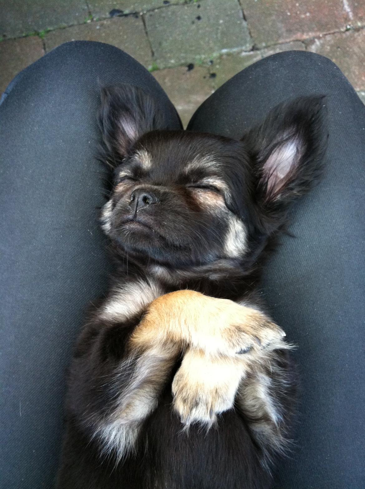 Chihuahua Aya billede 8