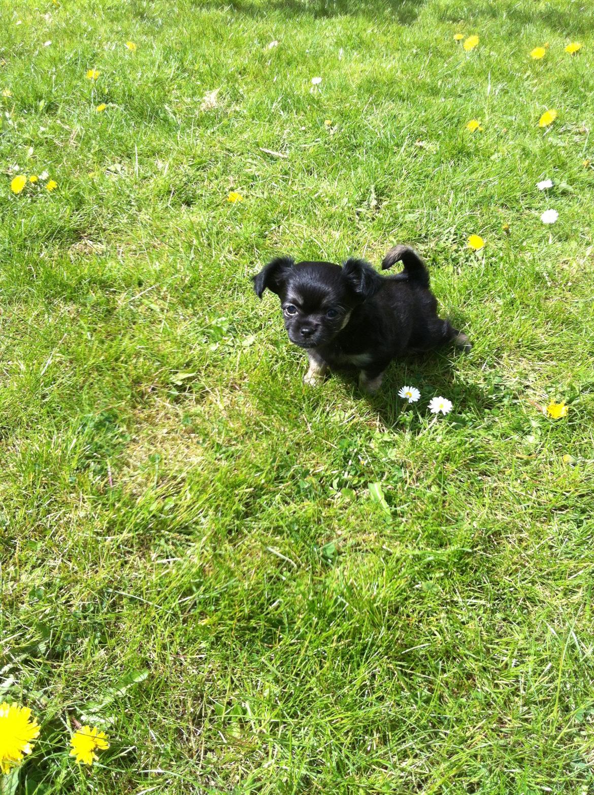 Chihuahua Aya - Første tissetår, da vi fik hende billede 9