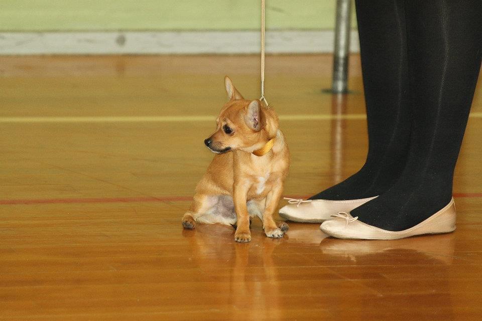 Chihuahua Montelinos Macarius *MAX* billede 6