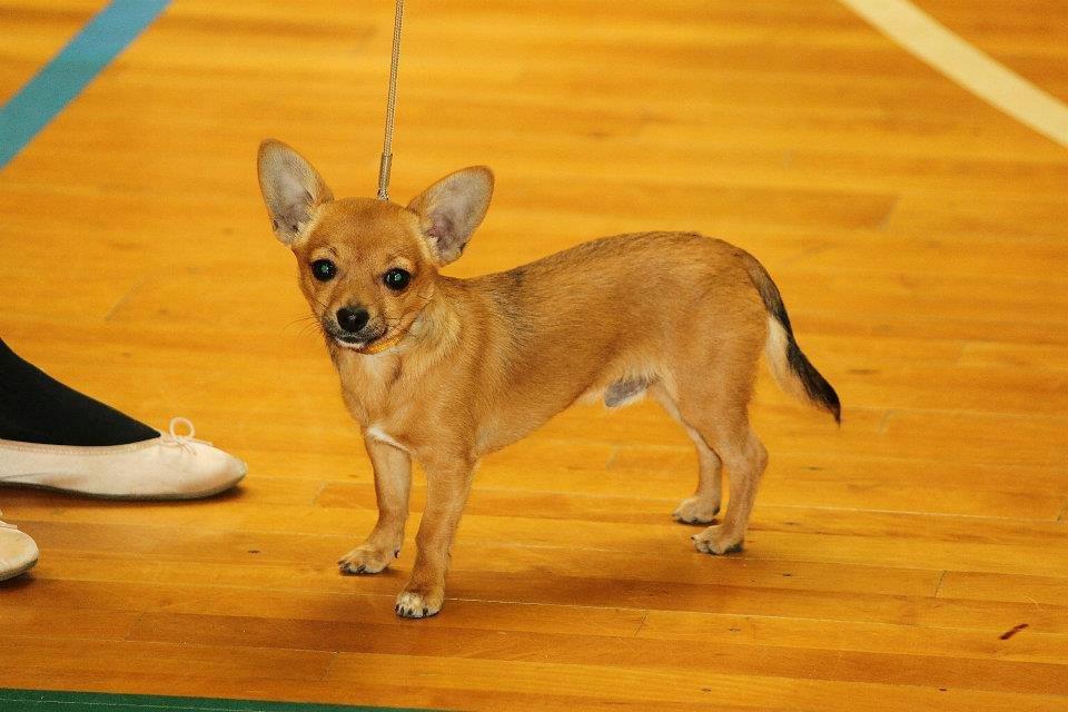 Chihuahua Montelinos Macarius *MAX* - Max 5 måneder og lige blevet Baby Champion. billede 2