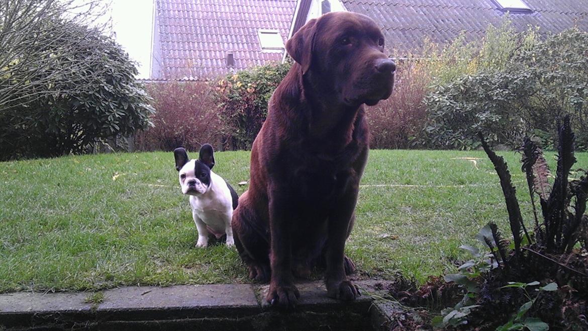 Fransk bulldog Hund billede 17