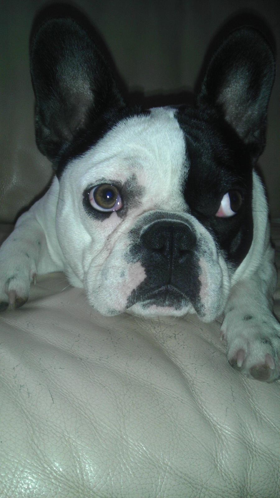 Fransk bulldog Hund billede 1