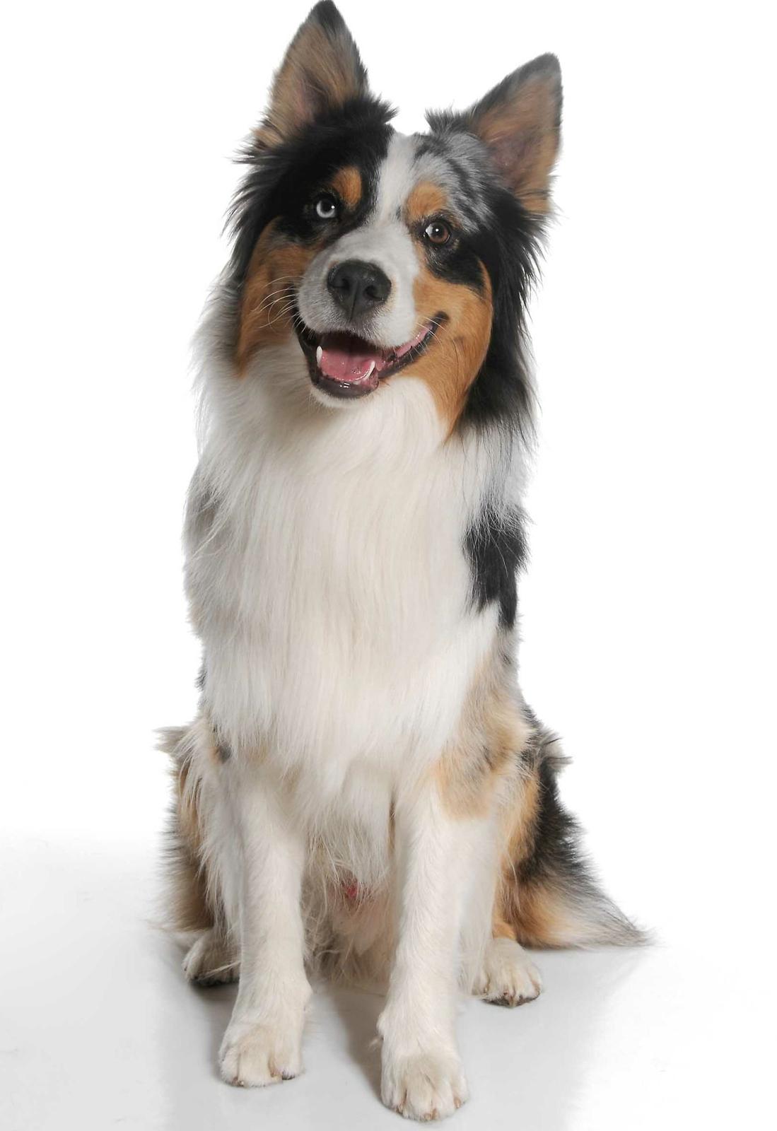 Australian shepherd Morgan <3 Sov sødt - Smukke Morgan <3 14 mdr billede 3