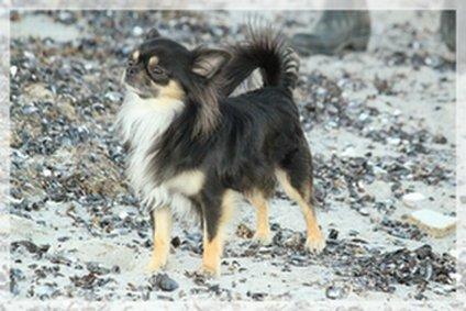 Chihuahua Odo of Blue Diamonts billede 3