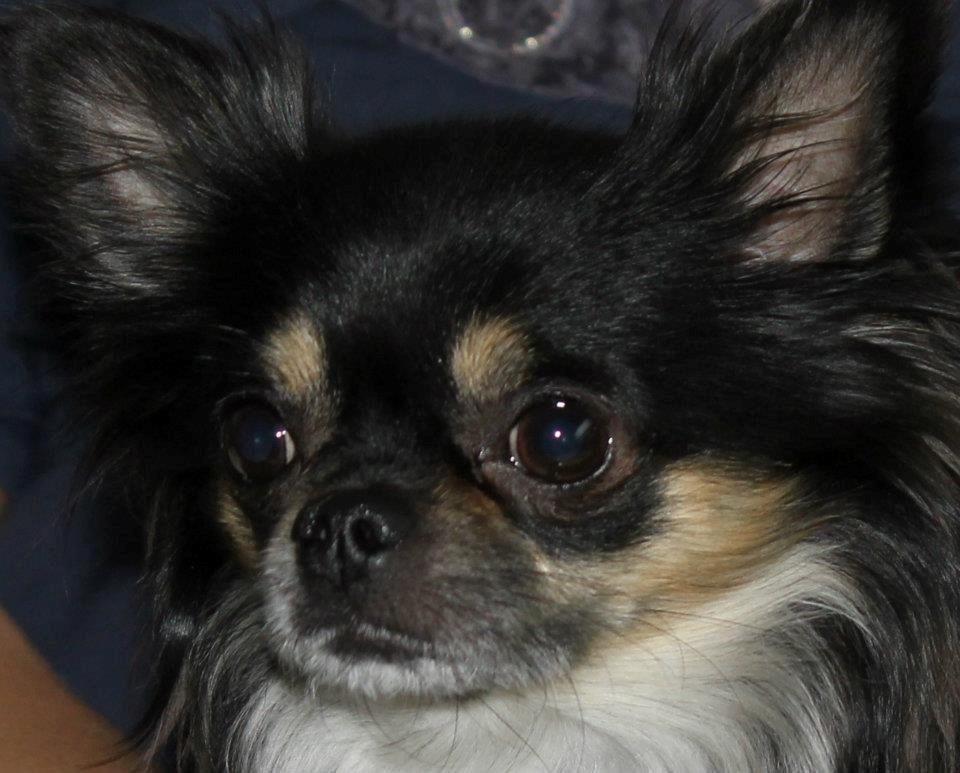 Chihuahua Odo of Blue Diamonts billede 12