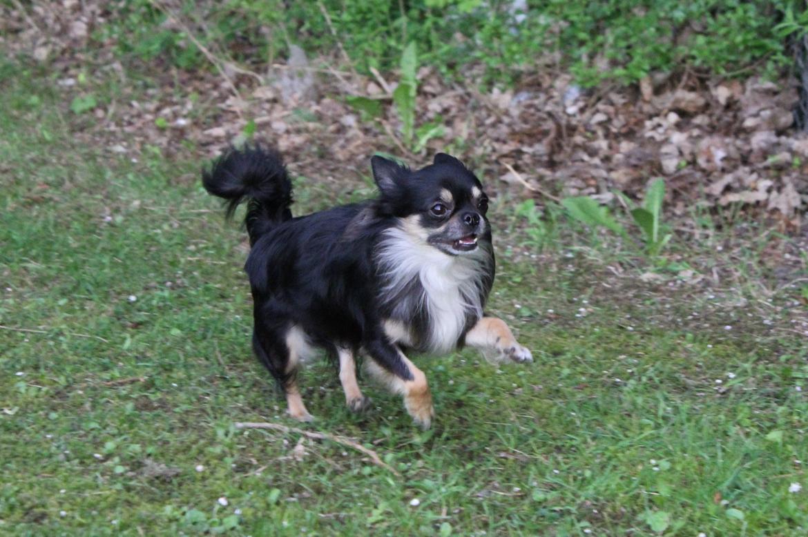 Chihuahua Odo of Blue Diamonts billede 11