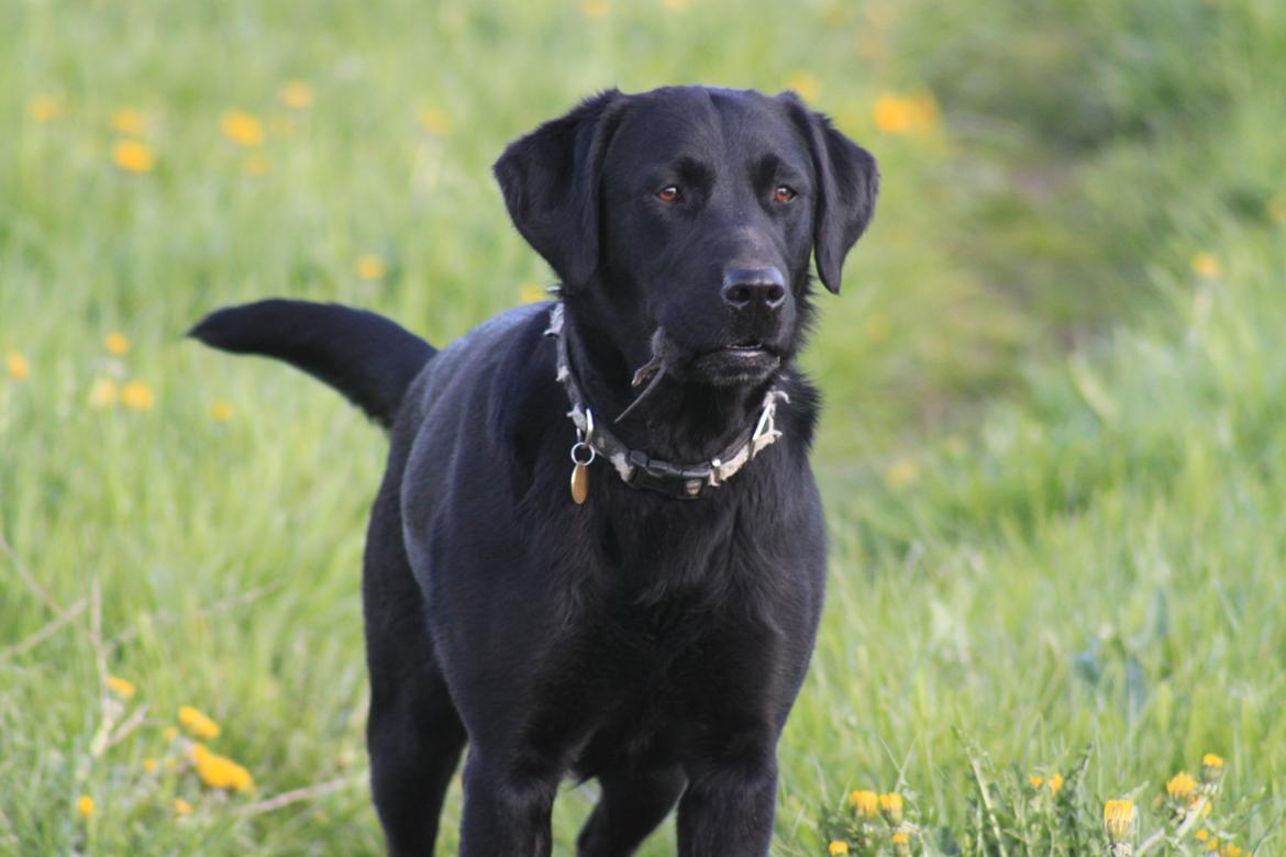 Blanding af racer Sif billede 1