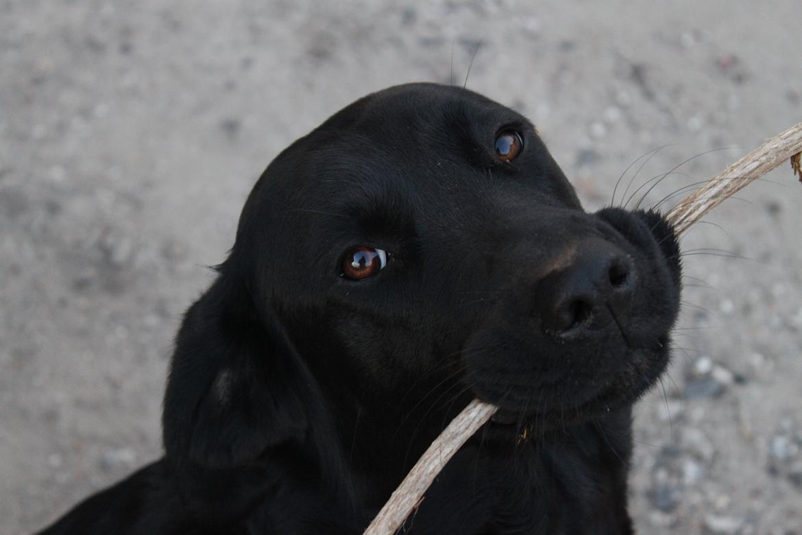 Blanding af racer Sif billede 2