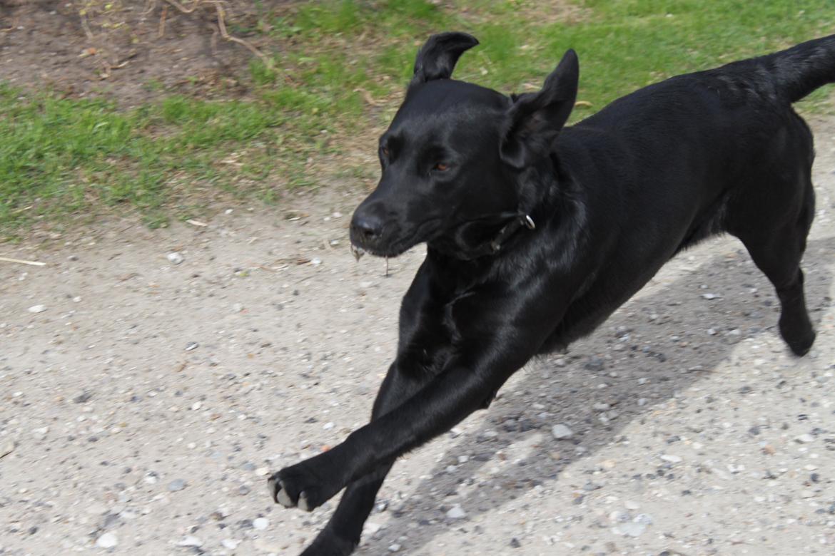 Blanding af racer Sif billede 3