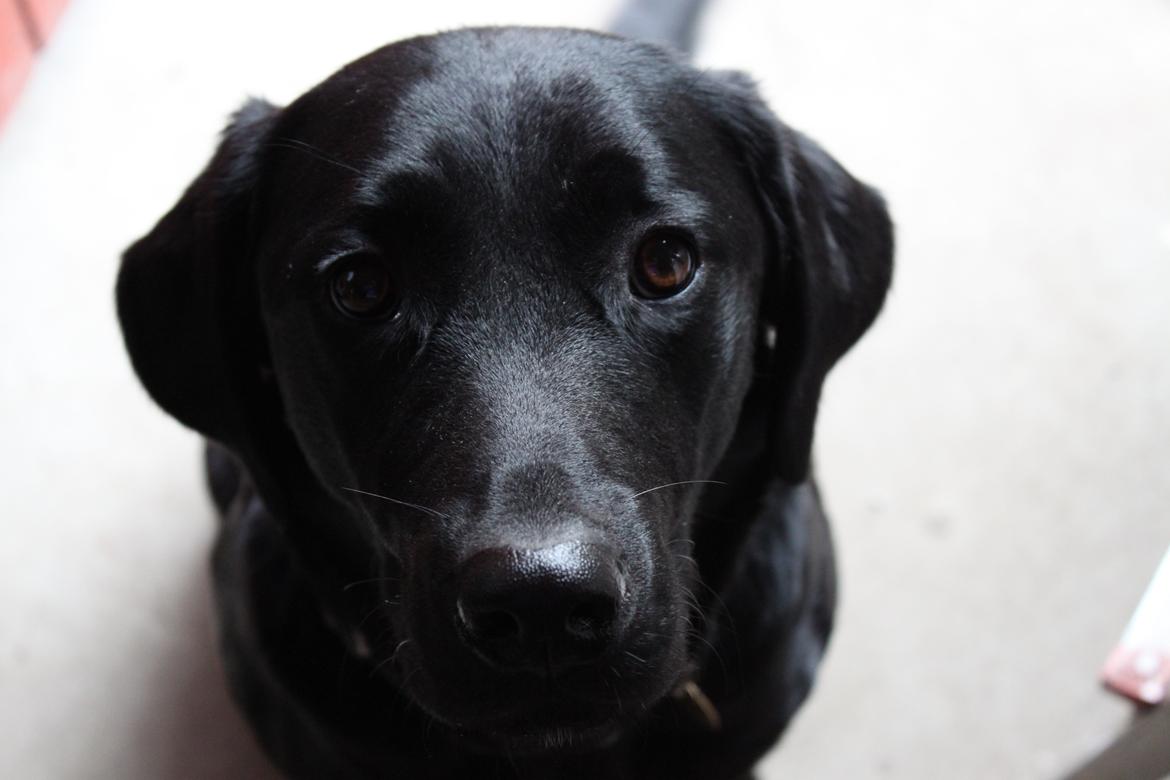 Blanding af racer Sif billede 4